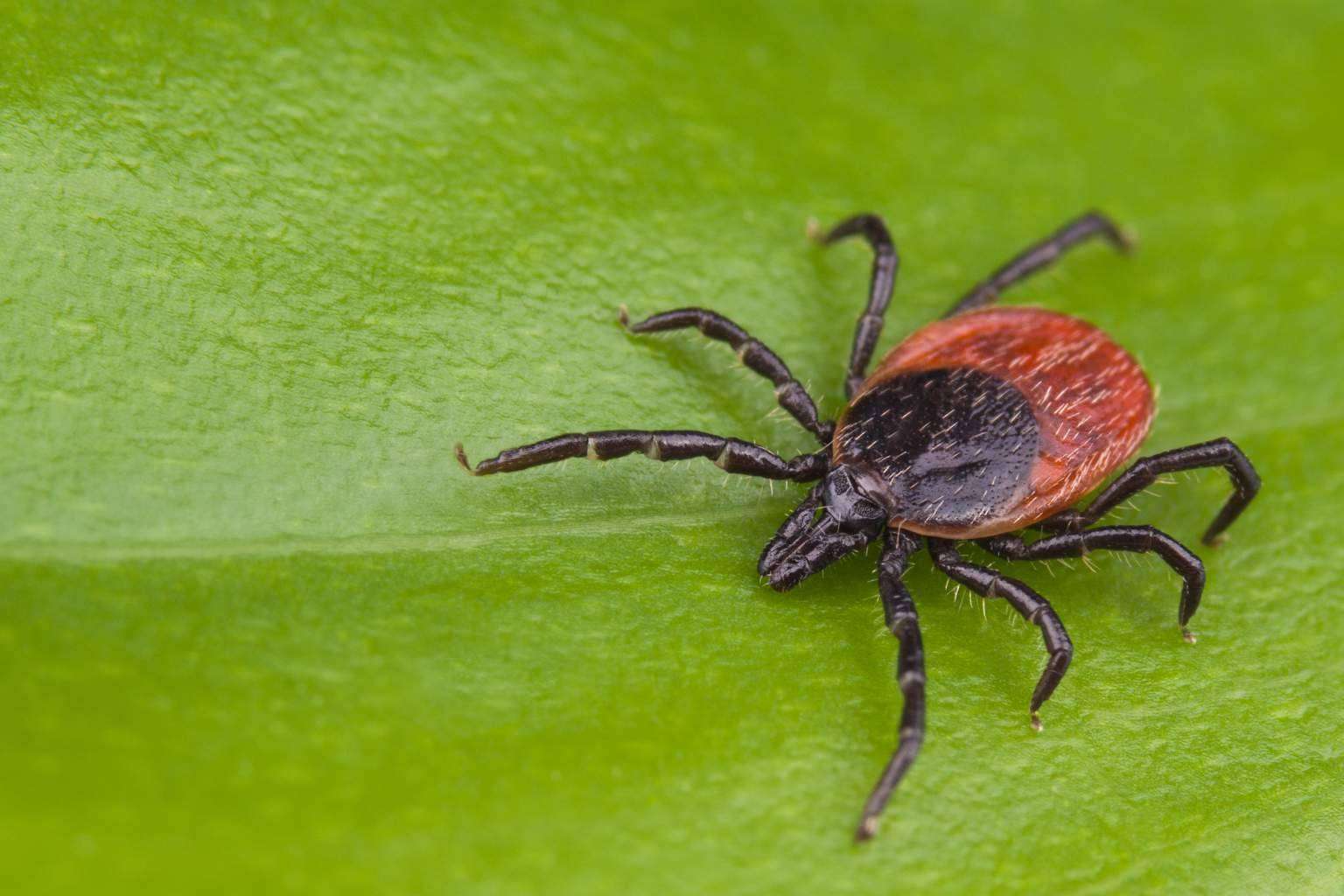 IAH Wellness in Andorra develops a new treatment protocol for Lyme and co-infections