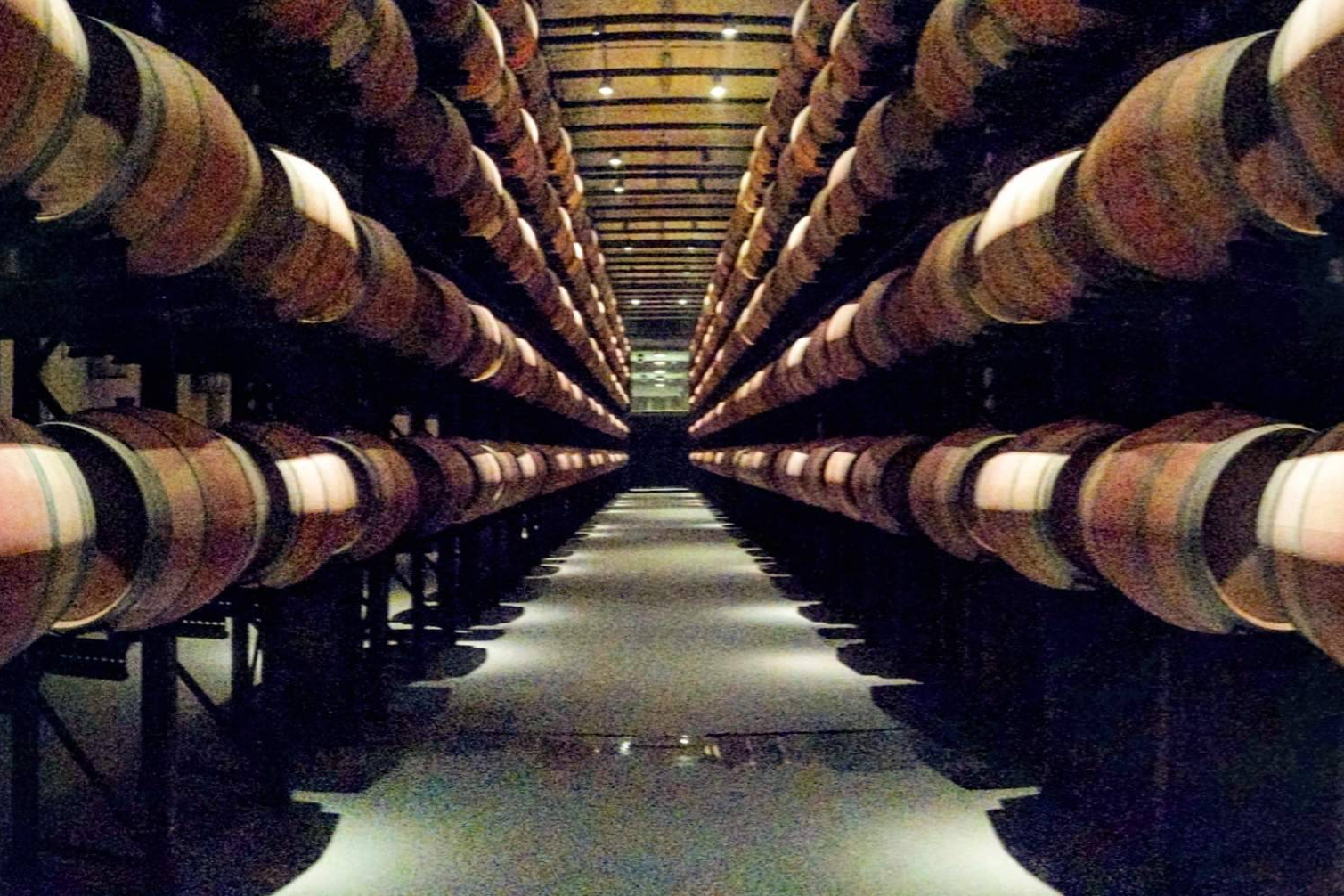 What is the best temperature to store wine in a cellar?