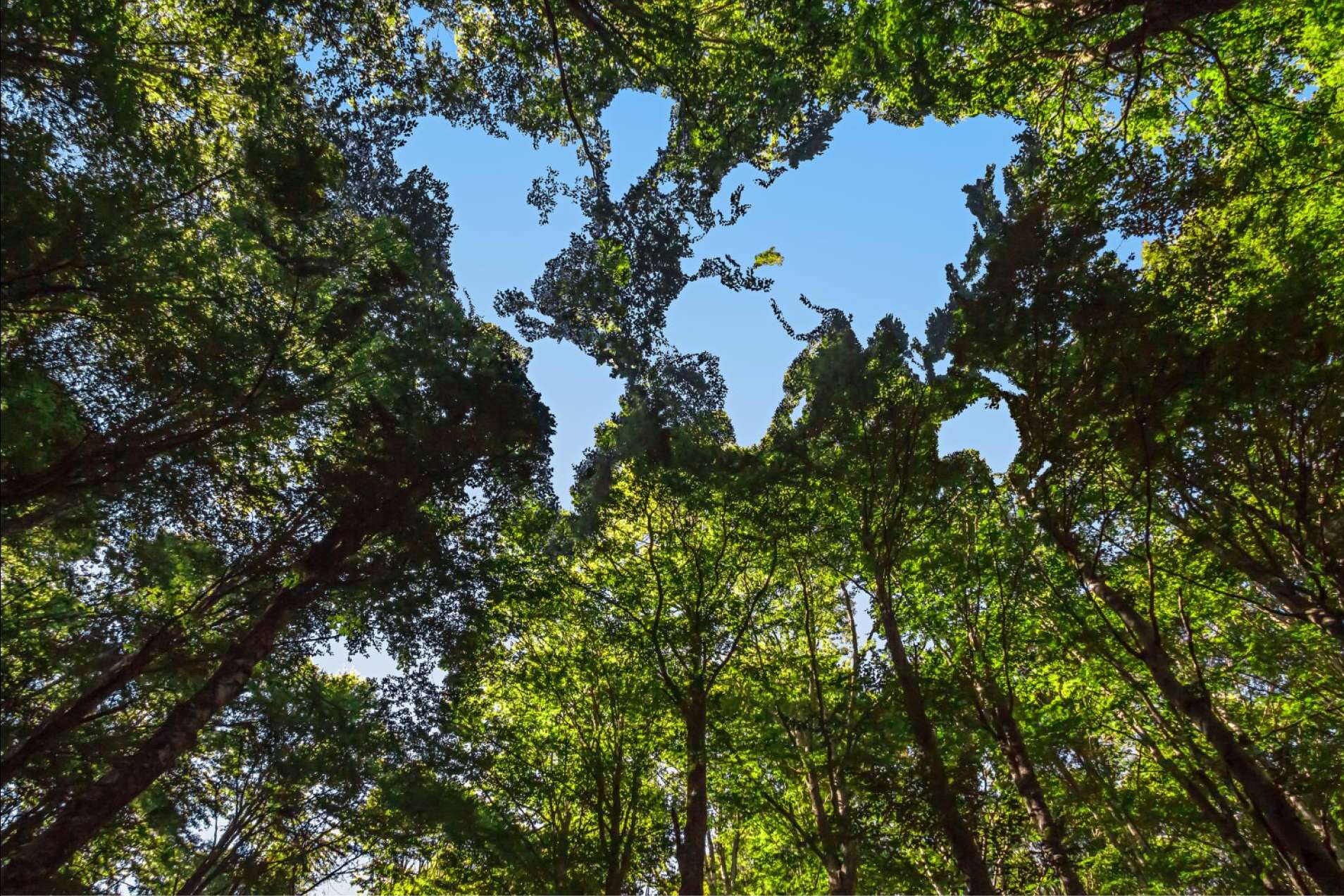 How Knowee digital business cards can support an environmental management system (EMS)