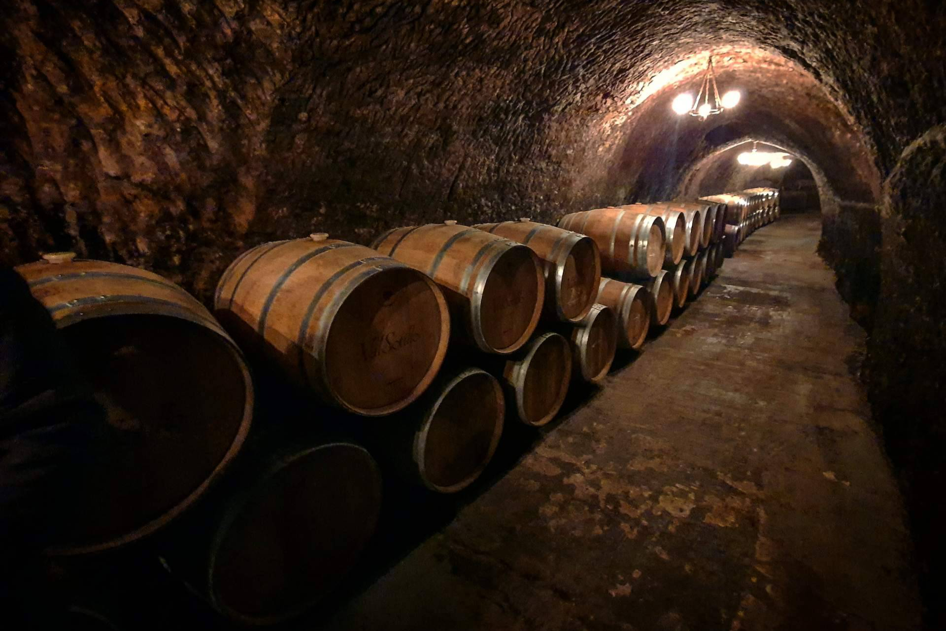 French and American oak barrels, how wood influences the character of wine