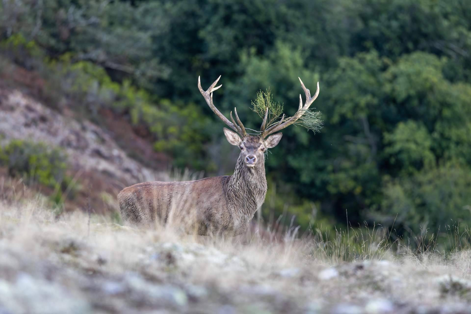Spanish Wildlife Tourism Company Guarantees 95% Success Rate for Rare Animal Sightings