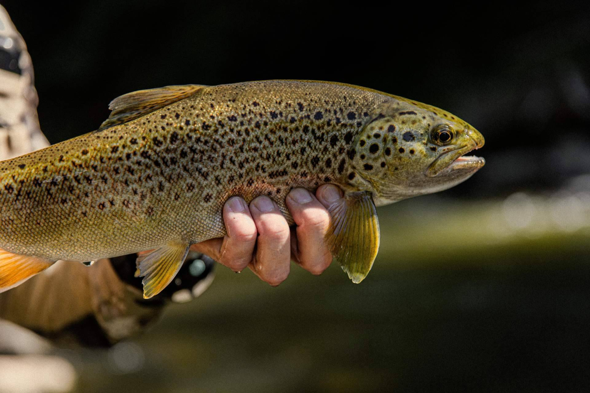 This Spanish Fly Fishing Company Just Revealed Europe's Most Exclusive Trout Waters